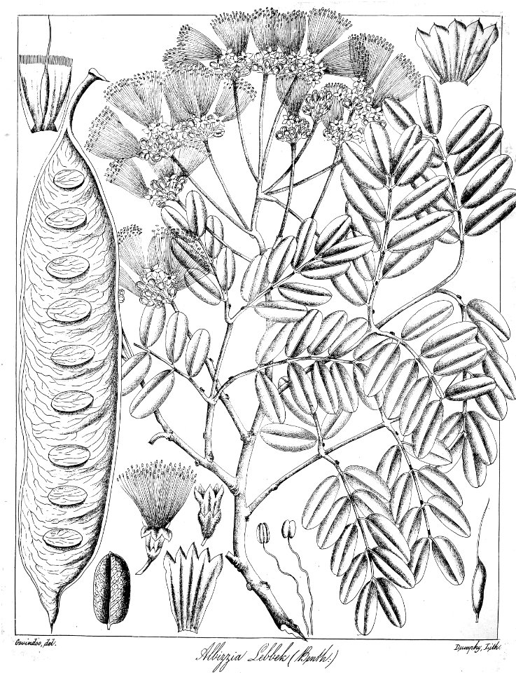 Albizia lebbeck Govindoo