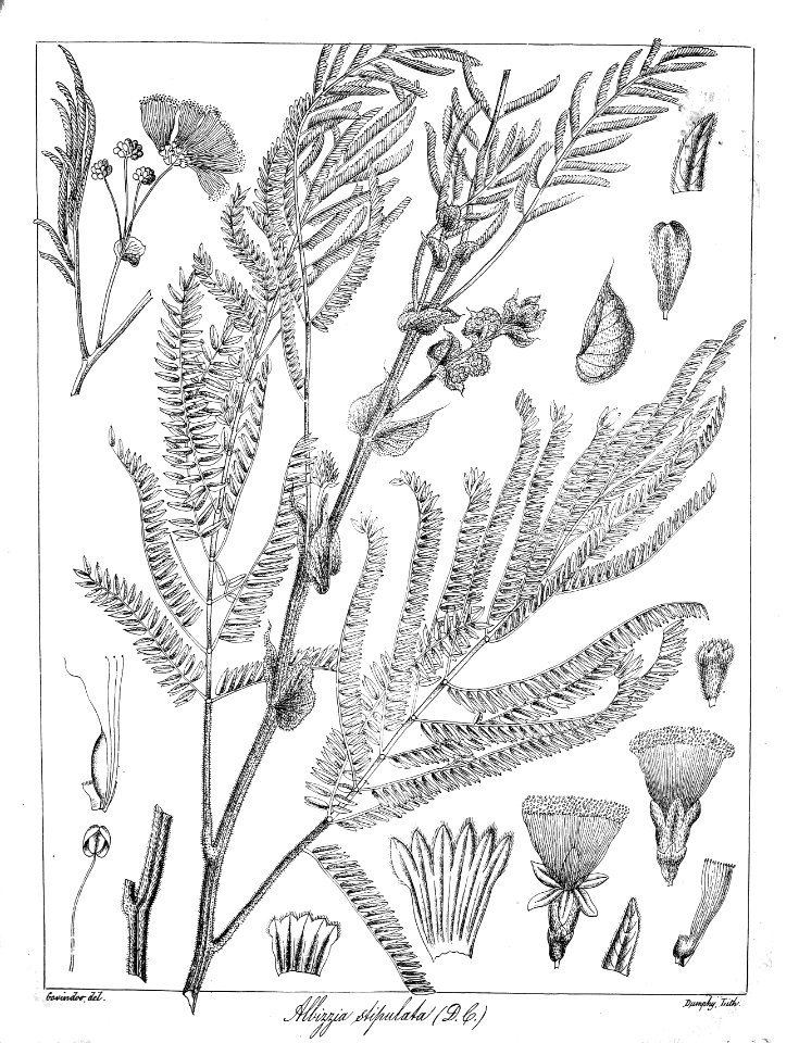 Albizia stipulata Govindoo
