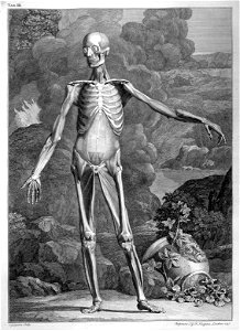 Albinus skeleton w muscles