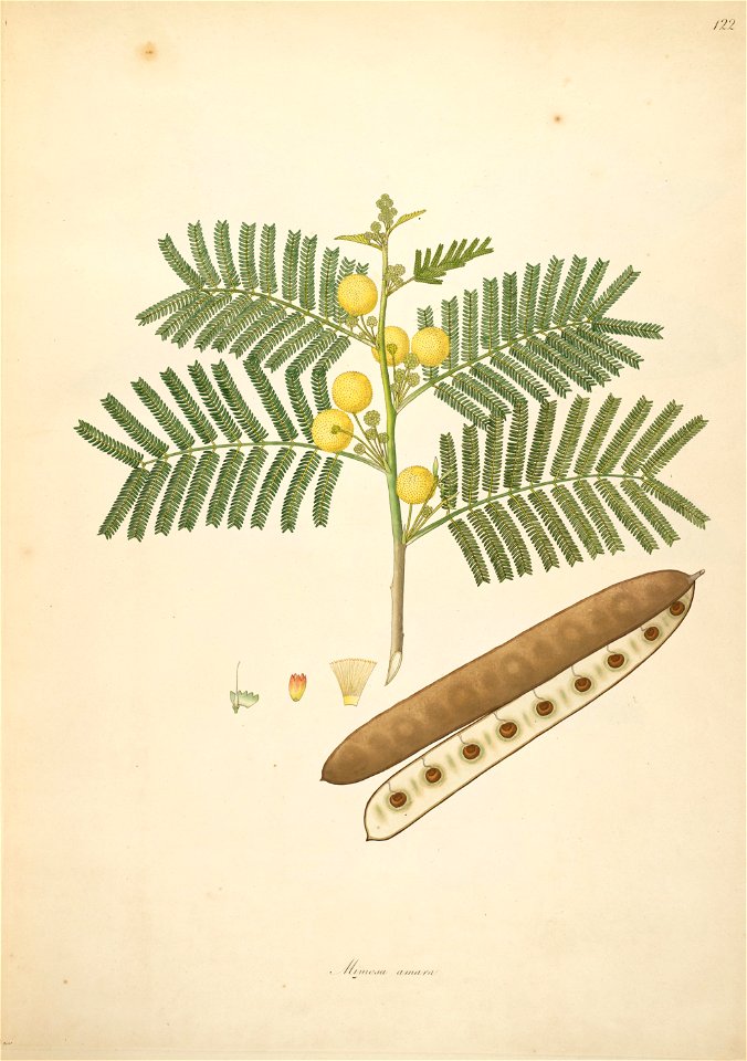 Albizia amara Roxburgh 1798 2-122