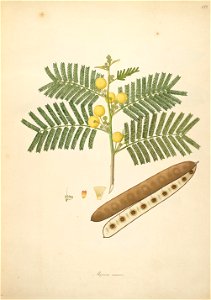 Albizia amara Roxburgh 1798 2-122