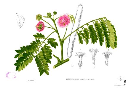 Albizia saman Blanco2.309