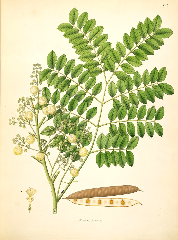 Albizia procera Roxburgh 1798 2-121