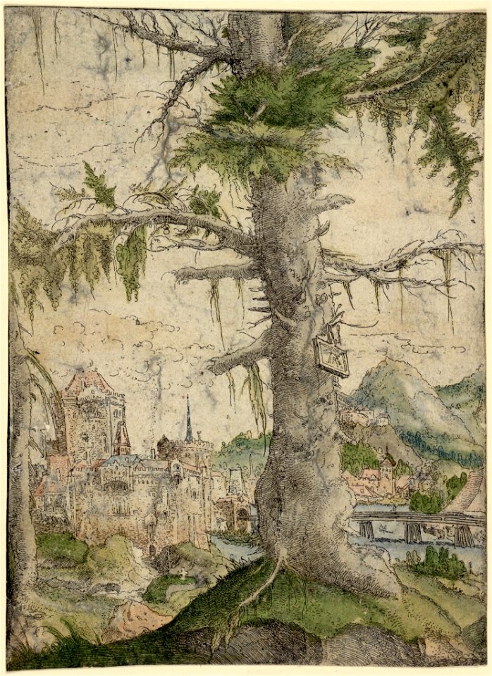 Albrecht Altdorfer - Small Spruce (hand-coloured) Albertina DG1926-1778
