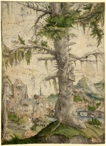 Albrecht Altdorfer - Small Spruce (hand-coloured) Albertina DG1926-1778. Free illustration for personal and commercial use.