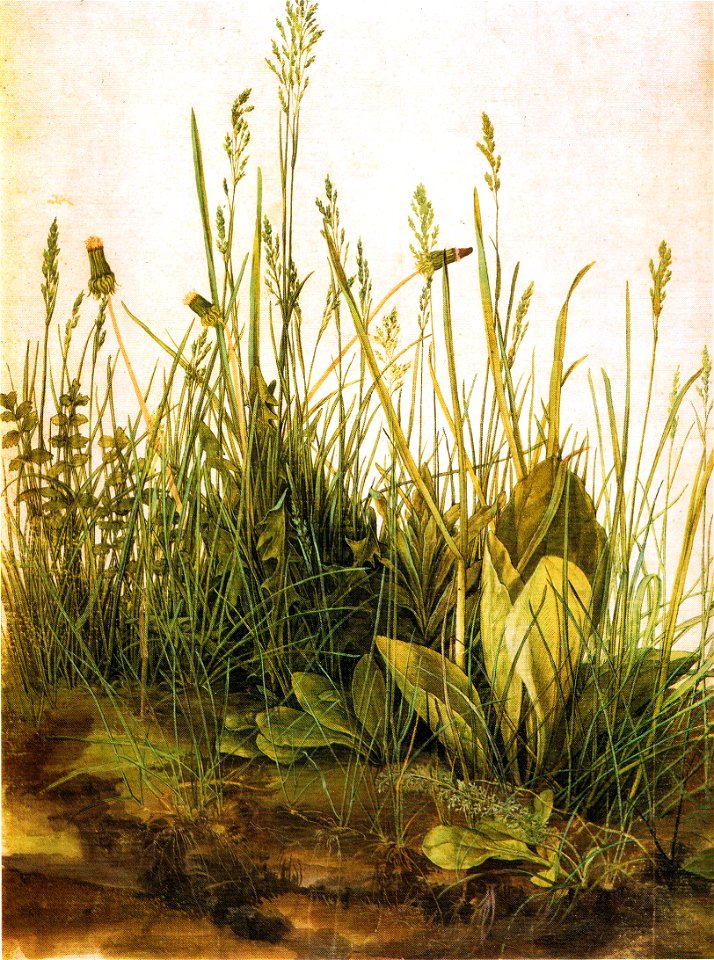 Albrecht Dürer - Das große Rasenstück