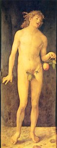Albrecht Dürer - Adam (Prado)