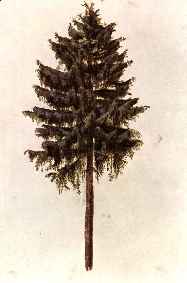 Albrecht Dürer - Pine - WGA07359