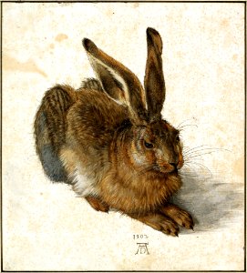 Albrecht Dürer - Hare, 1502 - Google Art Project retuschiert