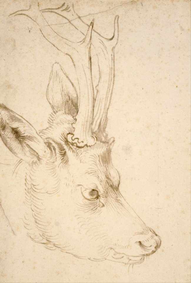 Albrecht Dürer - Head of a Roebuck - Google Art Project
