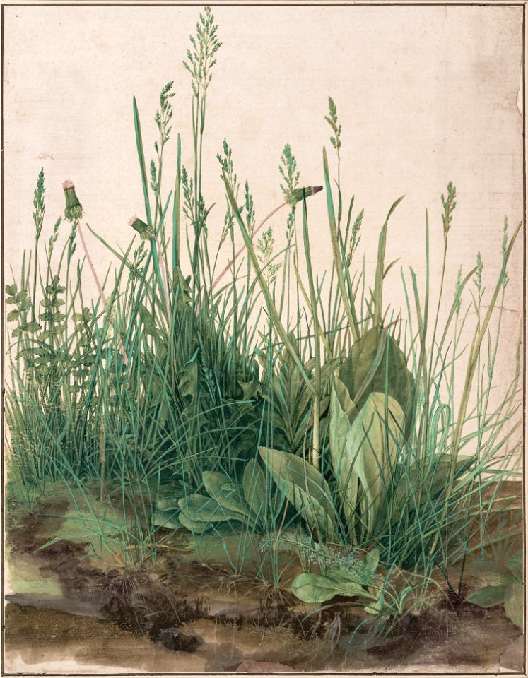 Albrecht Dürer - The Large Piece of Turf, 1503 - Google Art Project