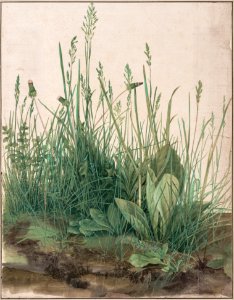 Albrecht Dürer - The Large Piece of Turf, 1503 - Google Art Project