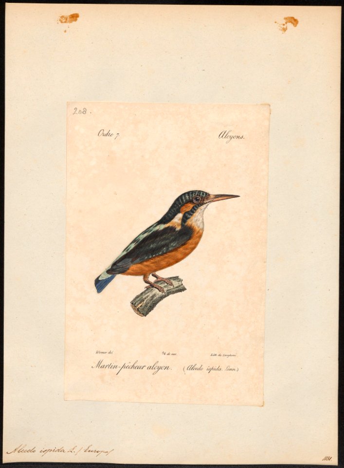 Alcedo ispida - 1842-1848 - Print - Iconographia Zoologica - Special Collections University of Amsterdam - UBA01 IZ16800187
