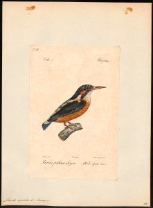 Alcedo ispida - 1842-1848 - Print - Iconographia Zoologica - Special Collections University of Amsterdam - UBA01 IZ16800187