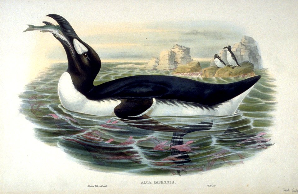Alca Impennis by John Gould