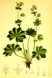 Alchemilla pubescens Atlas Alpenflora. Free illustration for personal and commercial use.