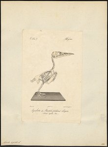Alcedo ispida - skelet - 1842-1848 - Print - Iconographia Zoologica - Special Collections University of Amsterdam - UBA01 IZ16800195