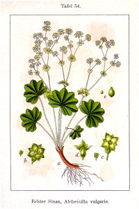 Alchemilla vulgaris Sturm08054