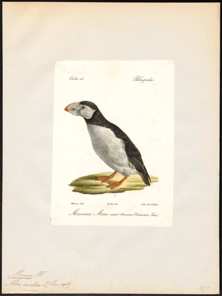 Alca arctica - 1842-1848 - Print - Iconographia Zoologica - Special Collections University of Amsterdam - UBA01 IZ17800127