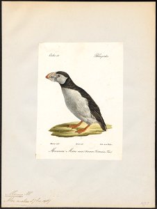 Alca arctica - 1842-1848 - Print - Iconographia Zoologica - Special Collections University of Amsterdam - UBA01 IZ17800127. Free illustration for personal and commercial use.