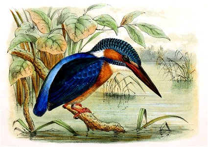 Alcedo atthis ispida 1869