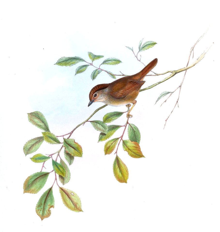 AlcippeBrunneaGould