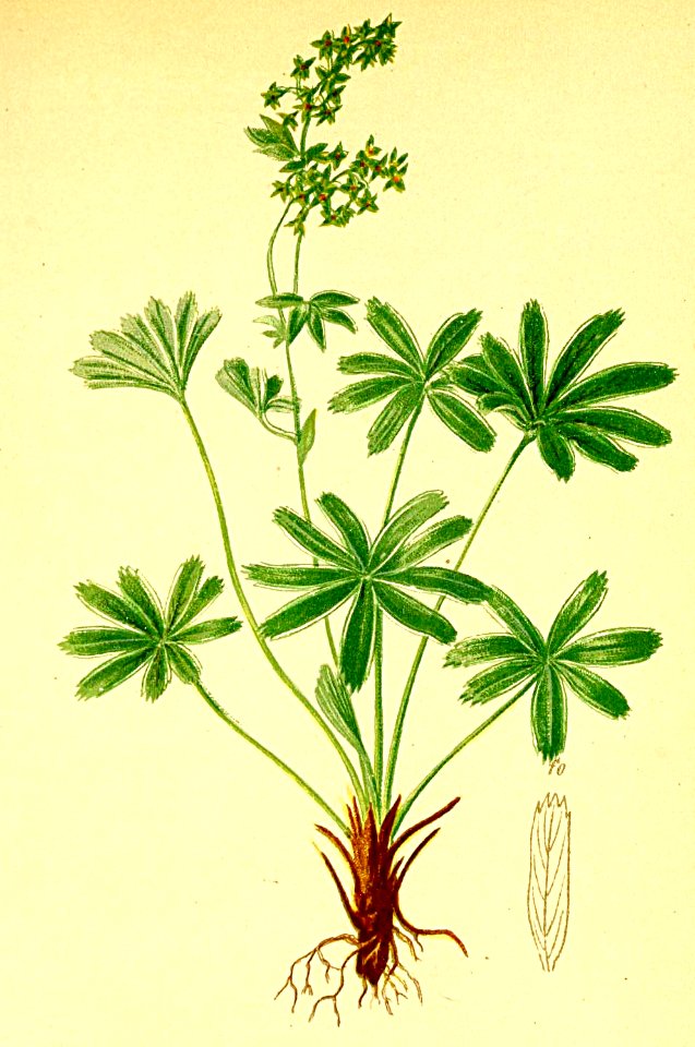 Alchemilla alpina Atlas Alpenflora