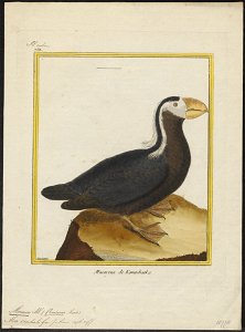Alca cirrhata - 1700-1880 - Print - Iconographia Zoologica - Special Collections University of Amsterdam - UBA01 IZ17800143