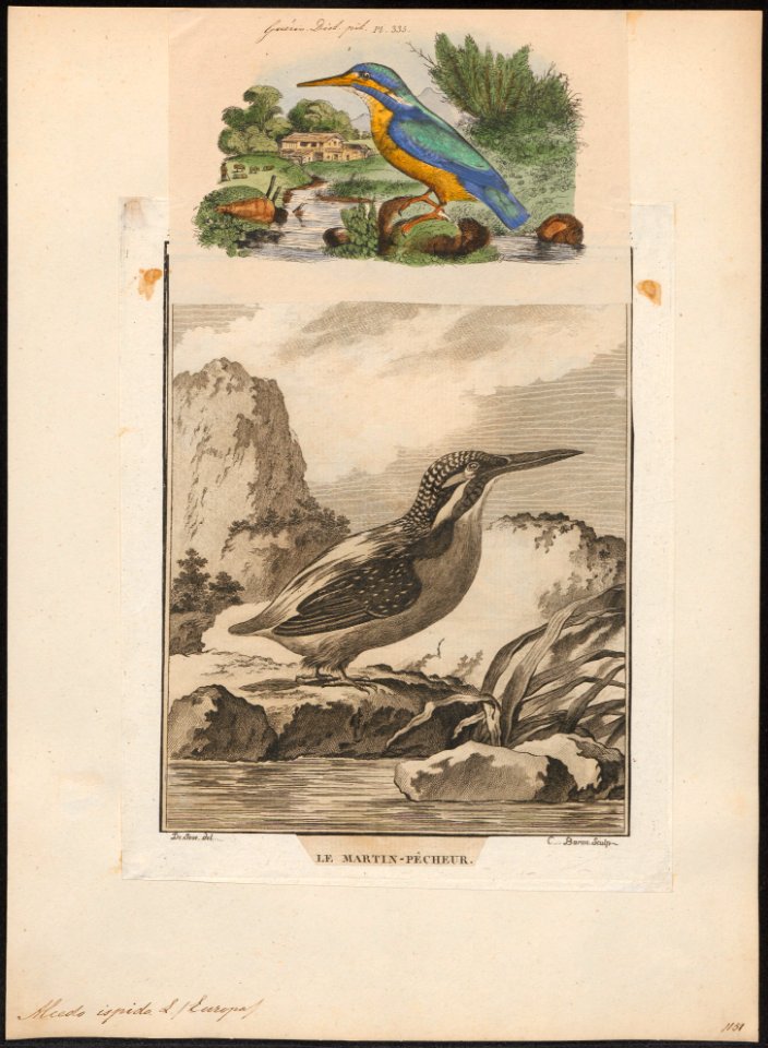 Alcedo ispida - 1700-1880 - Print - Iconographia Zoologica - Special Collections University of Amsterdam - UBA01 IZ16800189
