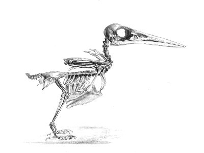 AlcedoSkeleton