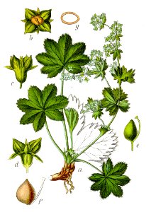 Alchemilla fissa Sturm55