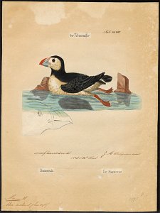 Alca arctica - 1700-1880 - Print - Iconographia Zoologica - Special Collections University of Amsterdam - UBA01 IZ17800125
