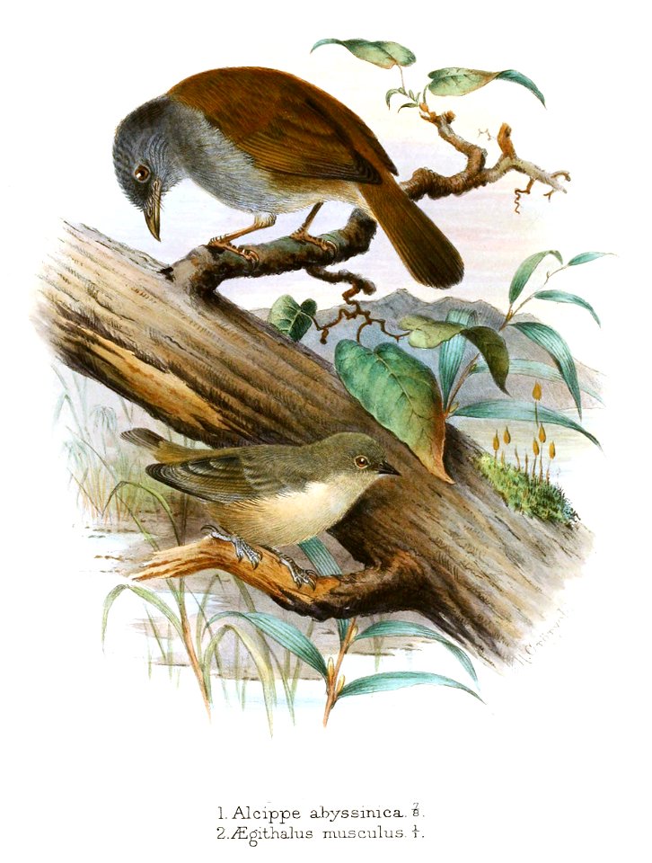 Alcippe Aegithalus Gronvold