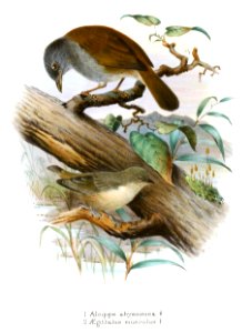 Alcippe Aegithalus Gronvold