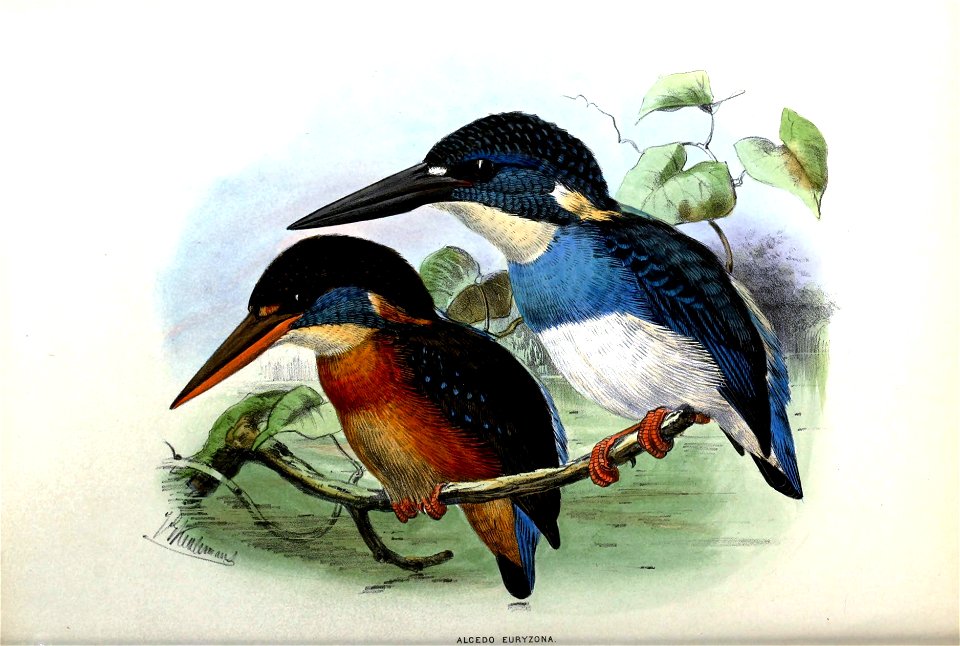 Alcedo euryzona