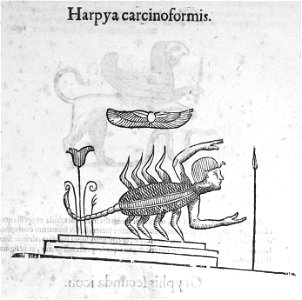 Aldrovandi-0341