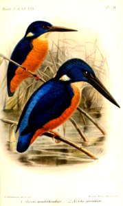 AlcedoKeulemans