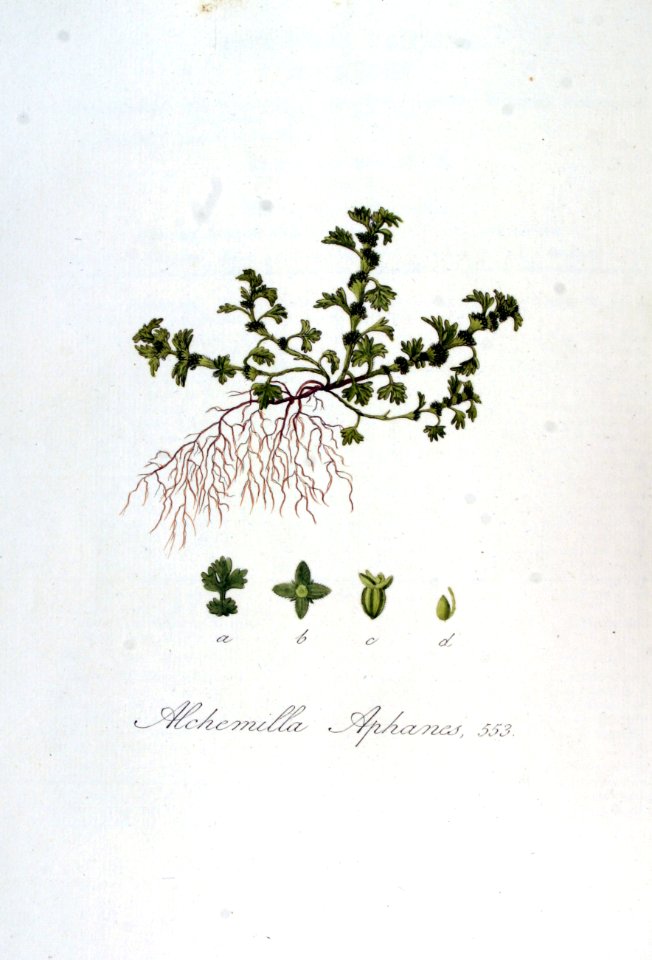 Alchemilla aphanes — Flora Batava — Volume v7