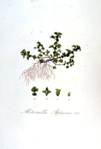 Alchemilla aphanes — Flora Batava — Volume v7