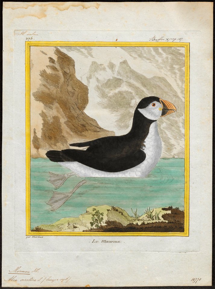 Alca arctica - 1700-1880 - Print - Iconographia Zoologica - Special Collections University of Amsterdam - UBA01 IZ17800121