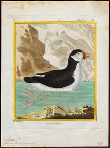 Alca arctica - 1700-1880 - Print - Iconographia Zoologica - Special Collections University of Amsterdam - UBA01 IZ17800121