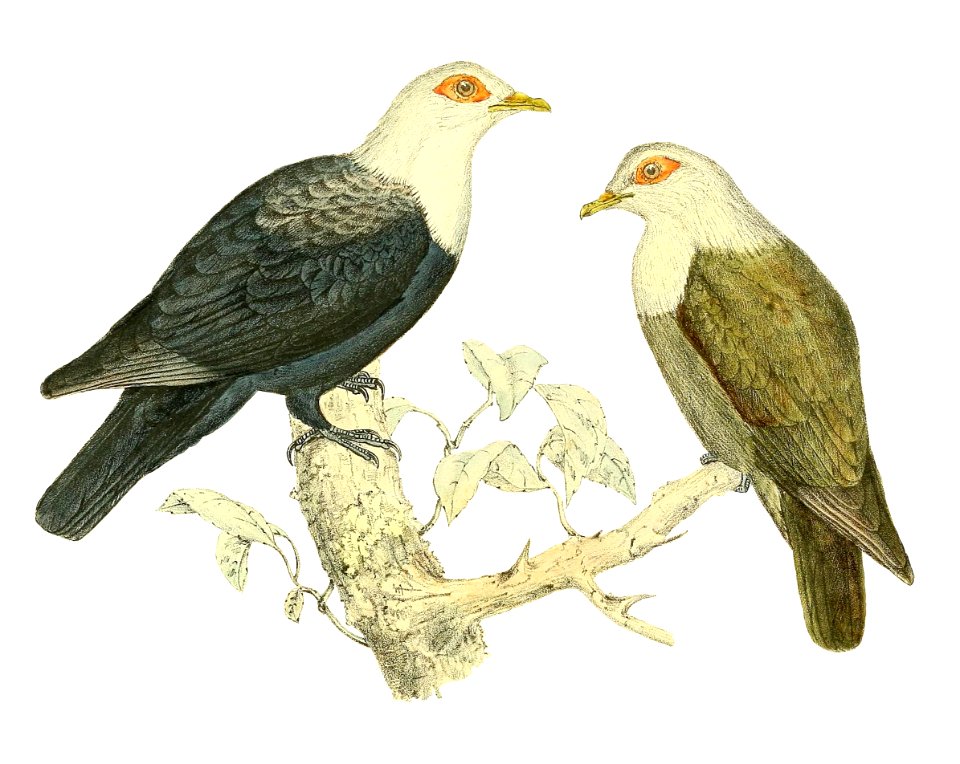 Alectroenas sganzini 1868