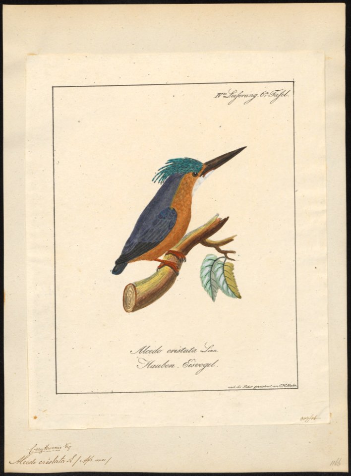 Alcedo cristata - 1700-1880 - Print - Iconographia Zoologica - Special Collections University of Amsterdam - UBA01 IZ16800221