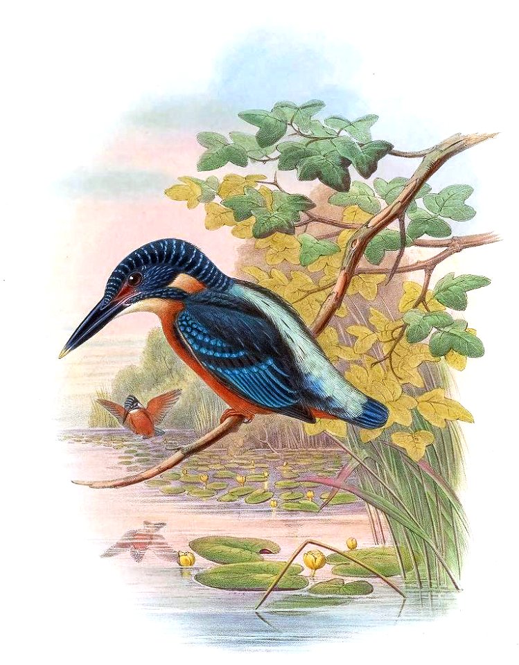 AlcedoGrandisGould