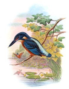 AlcedoGrandisGould
