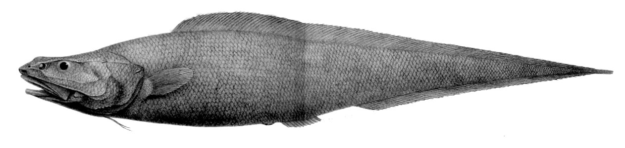 Alcockia rostrata