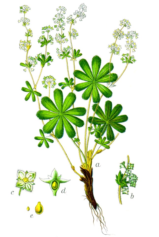 Alchemilla alpina Sturm56