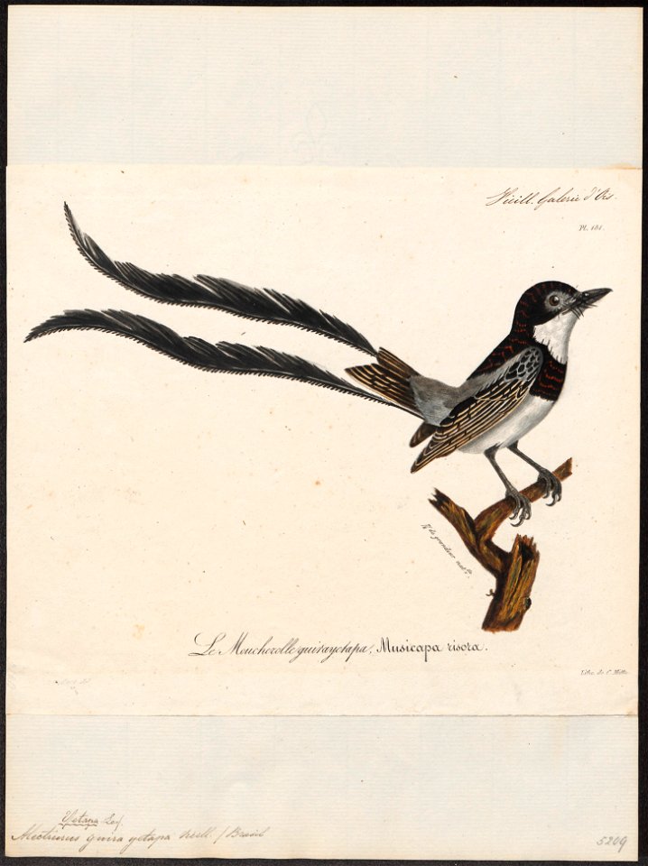 Alectrurus guirayetapa - 1825-1834 - Print - Iconographia Zoologica - Special Collections University of Amsterdam - UBA01 IZ16500235