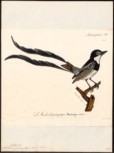 Alectrurus guirayetapa - 1825-1834 - Print - Iconographia Zoologica - Special Collections University of Amsterdam - UBA01 IZ16500235
