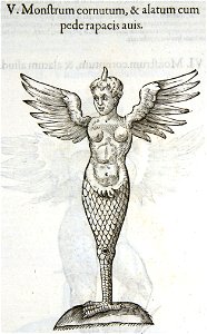 Aldrovandi-0369